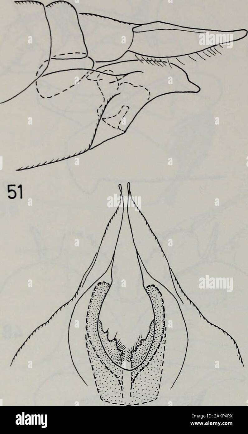 Tijdschrift voor entomologie . Figg. 43-46. N. fuscescens. Fig. 43. Hypopygium, vista laterale. Fig. 44. Estensione del tergite maschio 9, dorsalview. Fig. 45. Sinistra dististyle interna, dall'esterno. Fig. 46. Sternite maschio 8, vista ventrale. Figg. 47-50. N. contras-ta. Fig. 47. Hypopygium, vista laterale. Fig. 48. Estensione del tergite maschio 9, vista dorsale. Fig. 49. A sinistra un distributore interno-tyle, dall'esterno. Fig. 50. Sternite maschio 8, vista ventrale. pygium di questa specie è molto simile a quella offuscescens e contrasta e si suppone chelo stesso vale per il ovipositor). Le specie differiscono tra di loro Foto Stock