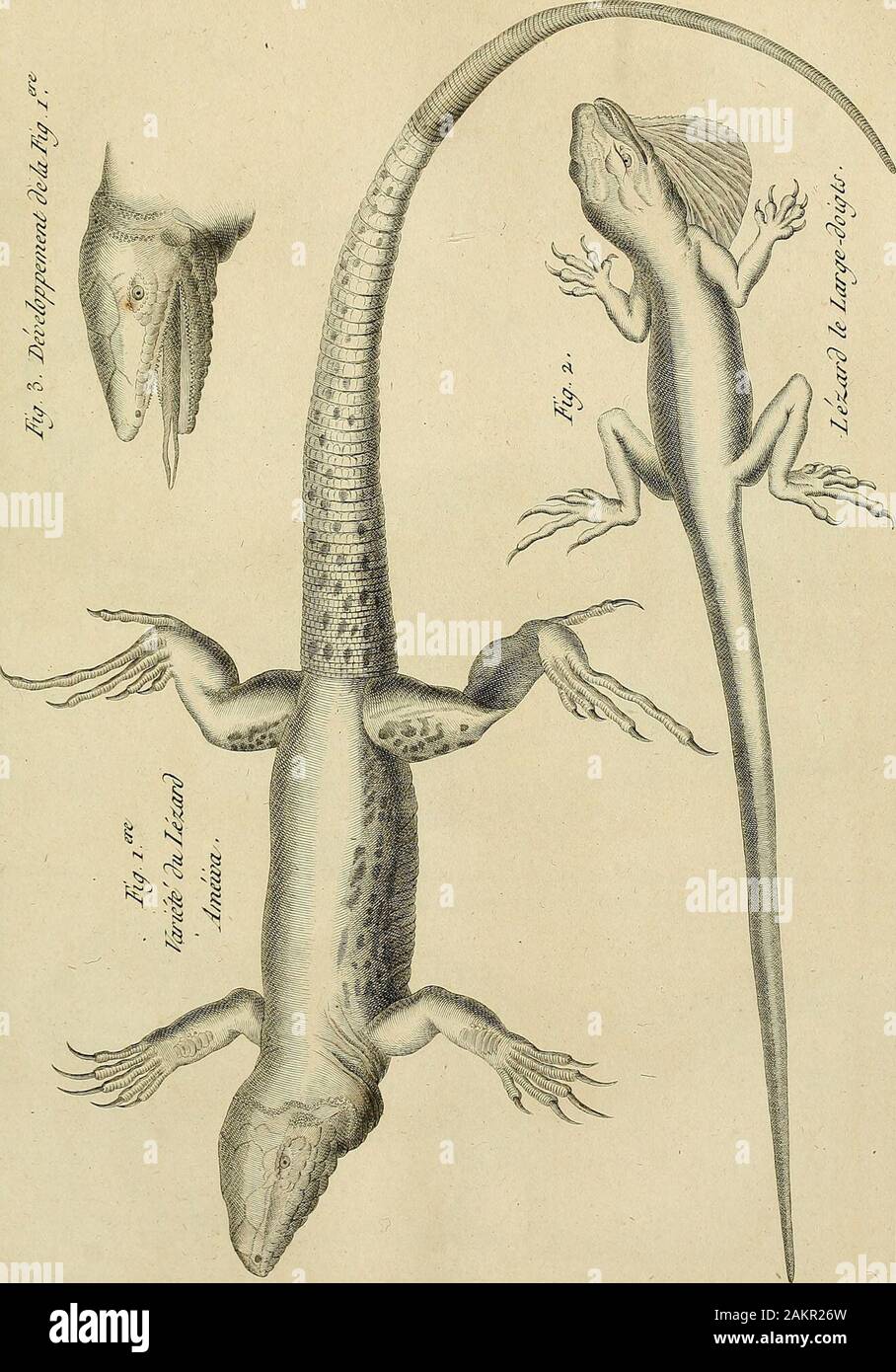 Tableau encyclopédique et méthodique des Trois règnes de la nature : dédié et présenté un MNecker, ministre d'État, & Directeur général des Finances . HISTOIRE NATtJRt:.LT /B Pi. 6,/z; z. HiSTOiBJE nattjreij:^. ^emr^ Dzrexzû PI. Zi Fi^.io?^^Jazie^& ?zùZ. Cameâffn Foto Stock