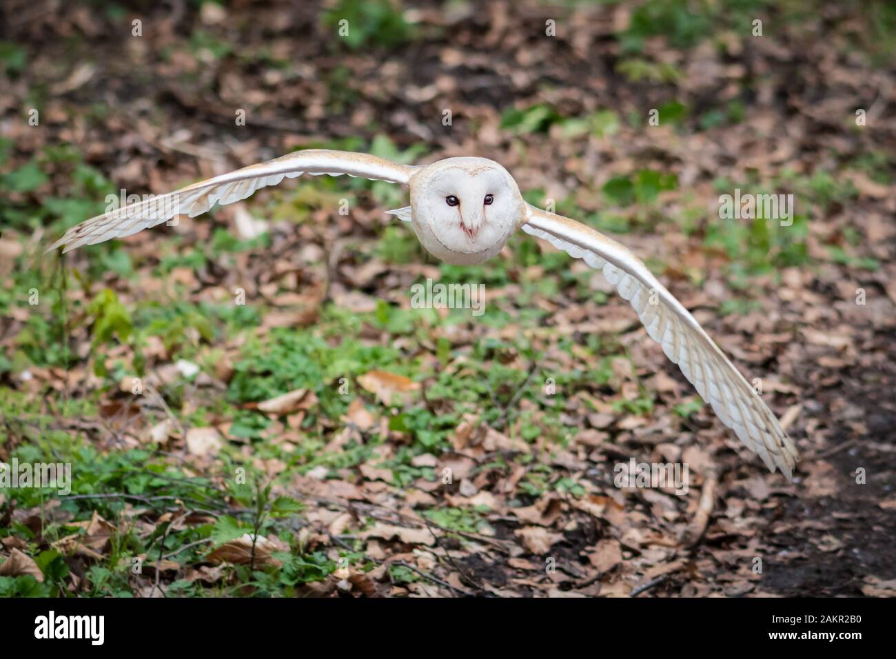 Un primo piano di un gufo fienile, tyto alba, in quanto vola basso verso la vista della macchina fotografica Foto Stock