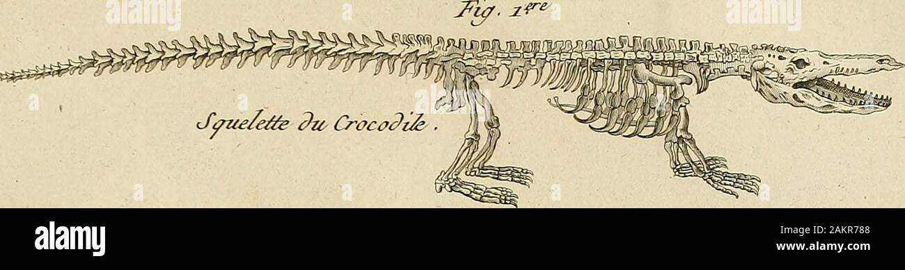 Tableau encyclopédique et méthodique des Trois règnes de la nature : dédié et présenté un MNecker, ministre d'État, & Directeur général des Finances .  ^--&LT;^ SeKord Jyzre-Tcor Histoire Naturelle PI. Foto Stock