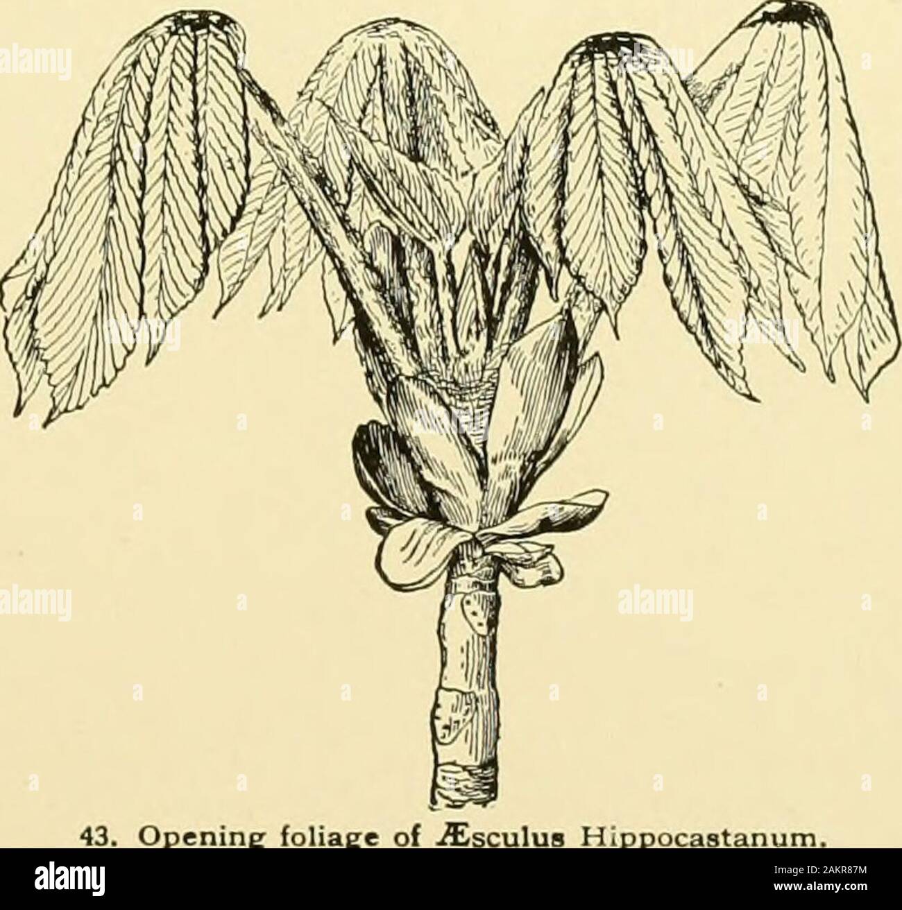 Dell'enciclopedia di American orticoltura comprendente suggerimenti per la coltivazione di piante orticole, descrizioni delle specie di frutta e ortaggi, fiori e piante ornamentali vendute negli Stati Uniti e in Canada, insieme geografico e biografie, e una sinossi del regno vegetale . i(se exserted: volantini petioled. {Pavia)glabra, Willd. (JS. Ohioensis, Michx. Pdvia glabra,Spach. P. pallida, Spa,Qh.). Piccolo albero 15-30 ft.: foglie-consente 5, ovale o cuneate-obovate, finemente dentellate liscia, pannocchie:5-6 in. lunga; fis. giallo verdolino ; artigli aslongas il calice; stami Foto Stock