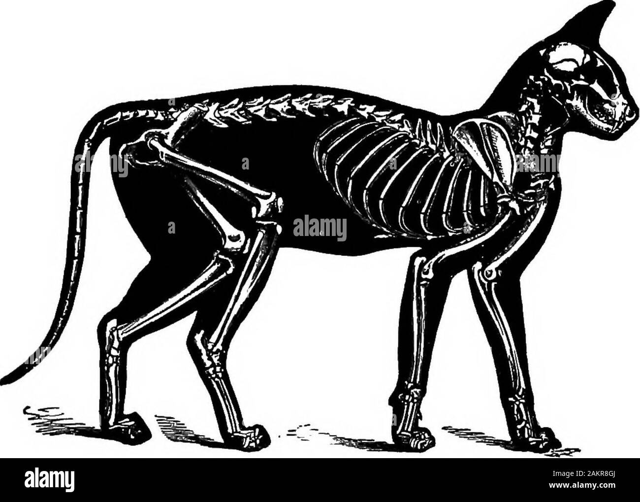 Prima lezione di zoologia : adatta per l'uso nelle scuole . ,Squamosal; così, supraoccipital; z^ zygoma; 2, infraorbital foramen; 6, opticforamen. Apertura della bocca, vediamo che è rivestito con un morbido e delicato la pelle bagnata chiamati mucose, mentre i denti jawscontain. Un full-cresciute cat ha trenta denti, o fifteenon ogni lato della testa, ma due più in alto thanin la ganascia inferiore. Abbiamo haye visto che in tutti i rettili i denti sono conici andmuch simili, ma nel mangiare e altri mammiferi vi è un ottimo differenza h^^ *s, denti di diverse parti della ganascia. Il gatto come un tipo di mammiferi. 221 Loo Foto Stock