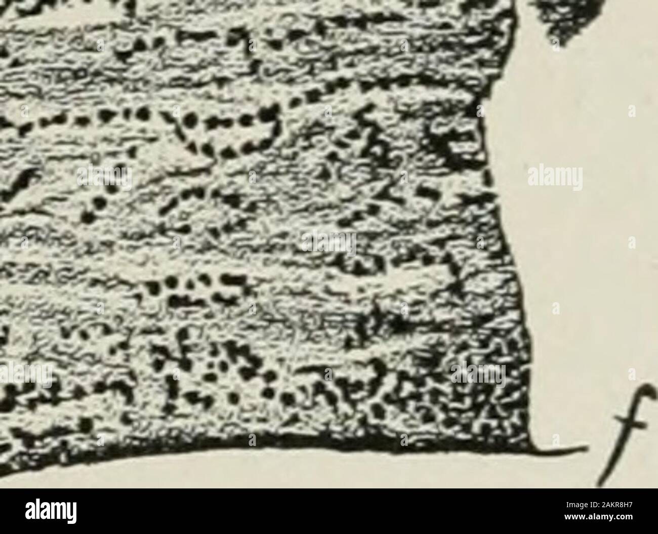 La prassi americana di Chirurgia : un sistema completo di scienza e arte della chirurgia . ^pvT;*.--^, ..^?&LT;- ?&LT;•.?&LT;  ^*""i .. --V .V...V -•lX- -^.^-^ ..r .*^o?. J - la Fig. 28, A.-corneale suppurazione, a limbus angolo con hypersemia di navi ciliare e purulentinfiltration; 6, rimane di epitelio; c, infiltrato purulento di cornea; d, necrosi; e, pus; /, Descemetsmembrane; g, l'endotelio della camera anteriore. {Dopo Weichselbaum.) area di necrosi e degenerazione si allarga più leucociti entrano in diga-area invecchiato, la linfa spazi contengono più fluido e la periferica vesselsshow Foto Stock