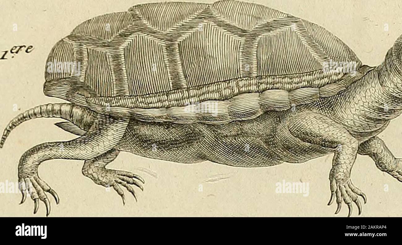 Tableau encyclopédique et méthodique des Trois règnes de la nature : dédié et présenté un MNecker, ministre d'État, & Directeur général des Finances . HISTOIRE NATURELLE. 6. Pi 5 ^^^. Foto Stock