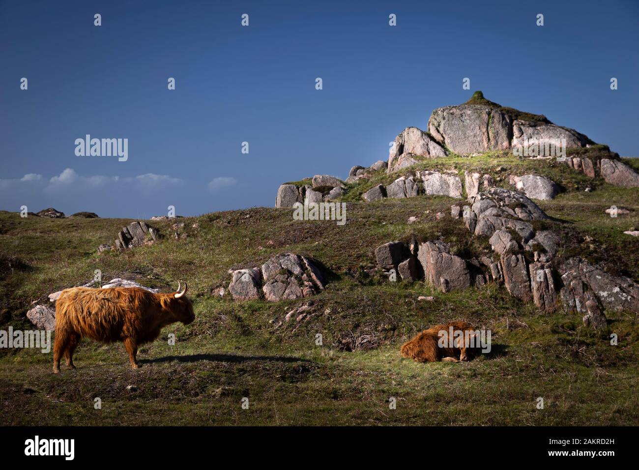 Highland Cows su Mull Scozia Foto Stock