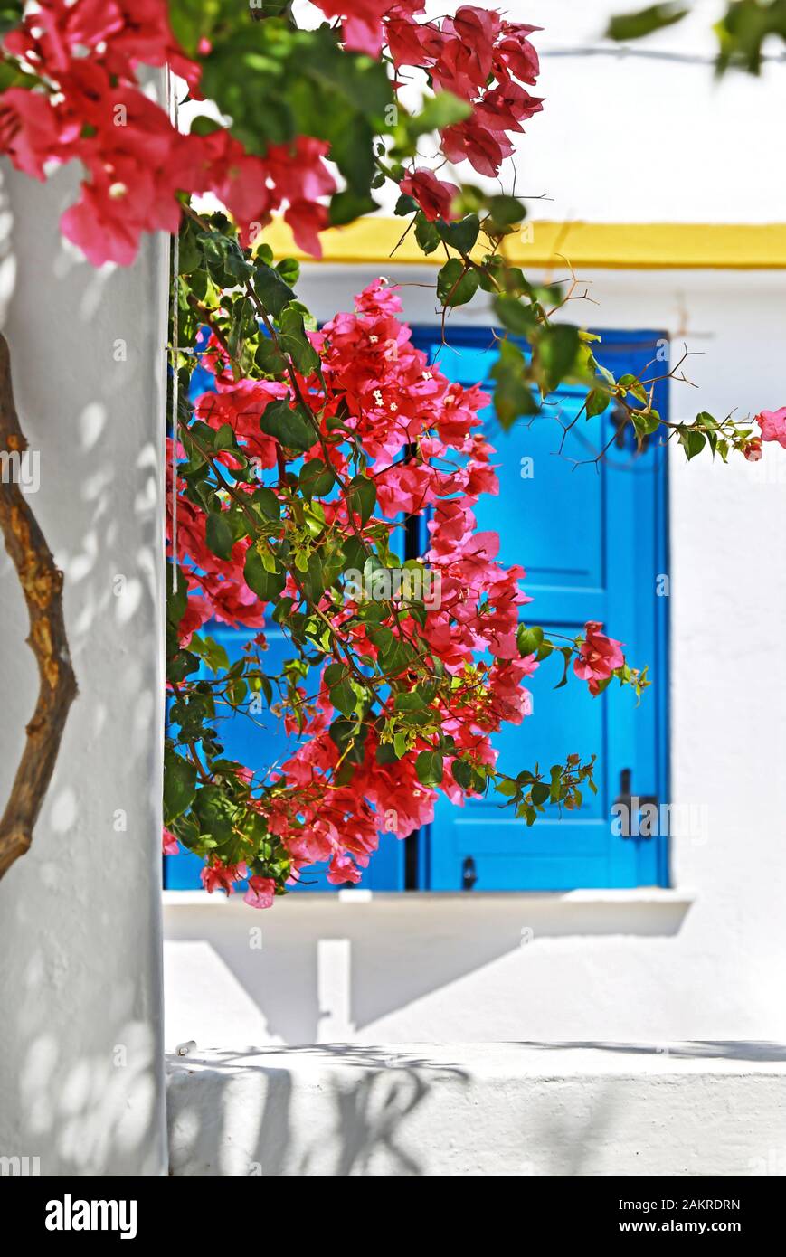 Tradizionale finestra blu dietro i fiori rossi bougainvillea alle isole Koufonisia Cicladi Grecia Foto Stock