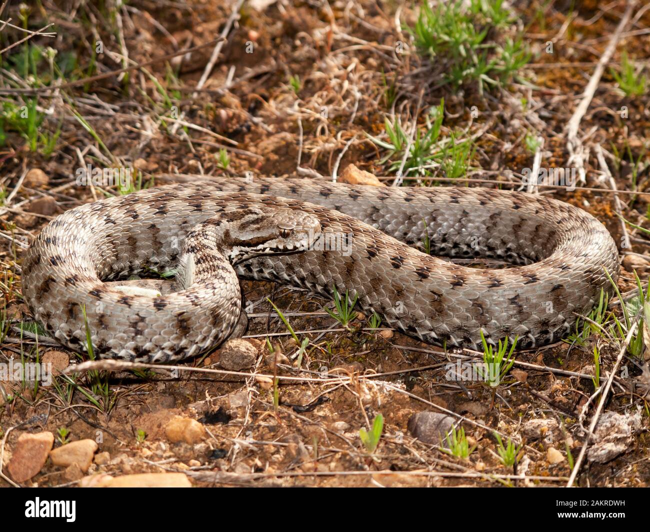 Seoane o Viper Viper cantabrico, Vipera seoanei, in allerta per la presenza di un uomo. Leon, Spagna Foto Stock