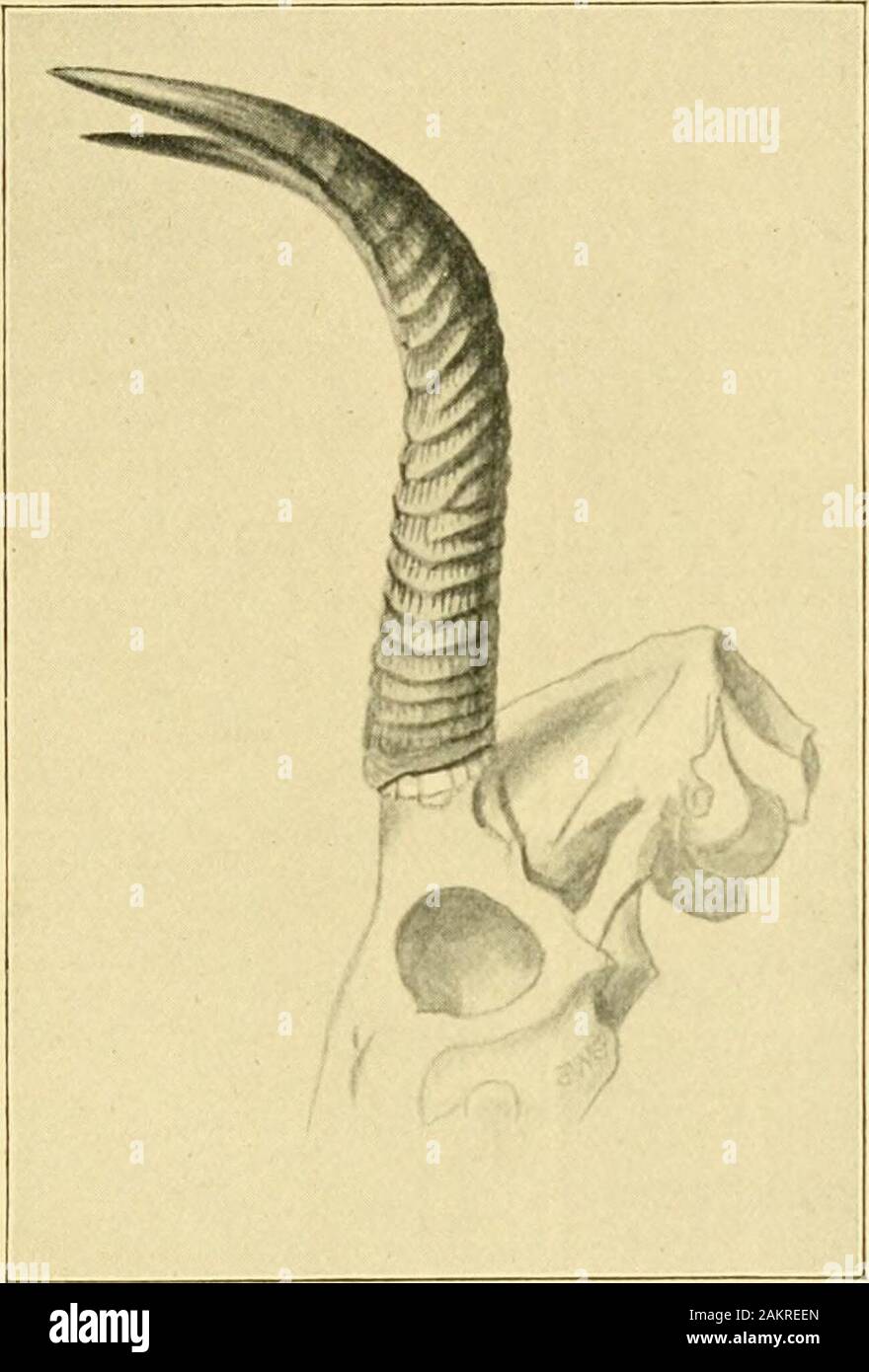 Un viaggio di sportivi attraverso Abissinia : un racconto di nove mesi di viaggio da pianure del Hawash per le nevi del Simien, con una descrizione del gioco, da un elefante per ibex, e note su usi e costumi dei nativi . Vista frontale del cranio di Reedbuck abissino. (Co-icapra &gt;cdunca /?o/ioi:) saggi che come sottospecie di una diffusa specie rcdunca Ccrvicapra,e che dovrebbero essere come segue :- Ccrvicapra rcdunca redwica.-Africa Occidentale, a nord della regione di foresta.Corna breve e stout, molto spessa alla base, in curva anteriore, punti turnedinwards. Ccrvicapra rcdunca coiiotji. - Ko Foto Stock