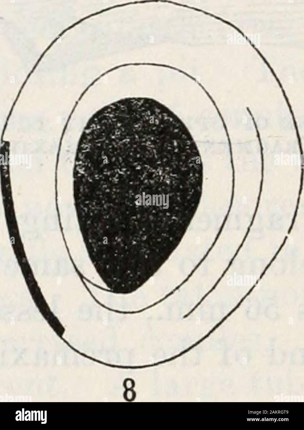 La procedura degli Stati Uniti Museo Nazionale . uced in larghezza in corrispondenza della estremità theproximal come età avanza. Sul cuscinetto di frammenti di pasta 12 RICORSI DELLA NAZIONALE. Museo VOL. Cavità 66 la larghezza del nastro varia da 24 a 30 mm. Sul frammento thelong figurato la larghezza è di 40 mm. Verso la endthe distale di forma di sezione varia. Questo accade a causa del wearto che costa d'Avorio è stata sottoposta. Su tutta la superficie interna del frammento thelong costa d'Avorio è usurato, la quantità crescente verso thedistal fine. Questo era probabilmente prodotta dall'attrito del theproboscis. Una sezione di 100 mm. Da t Foto Stock