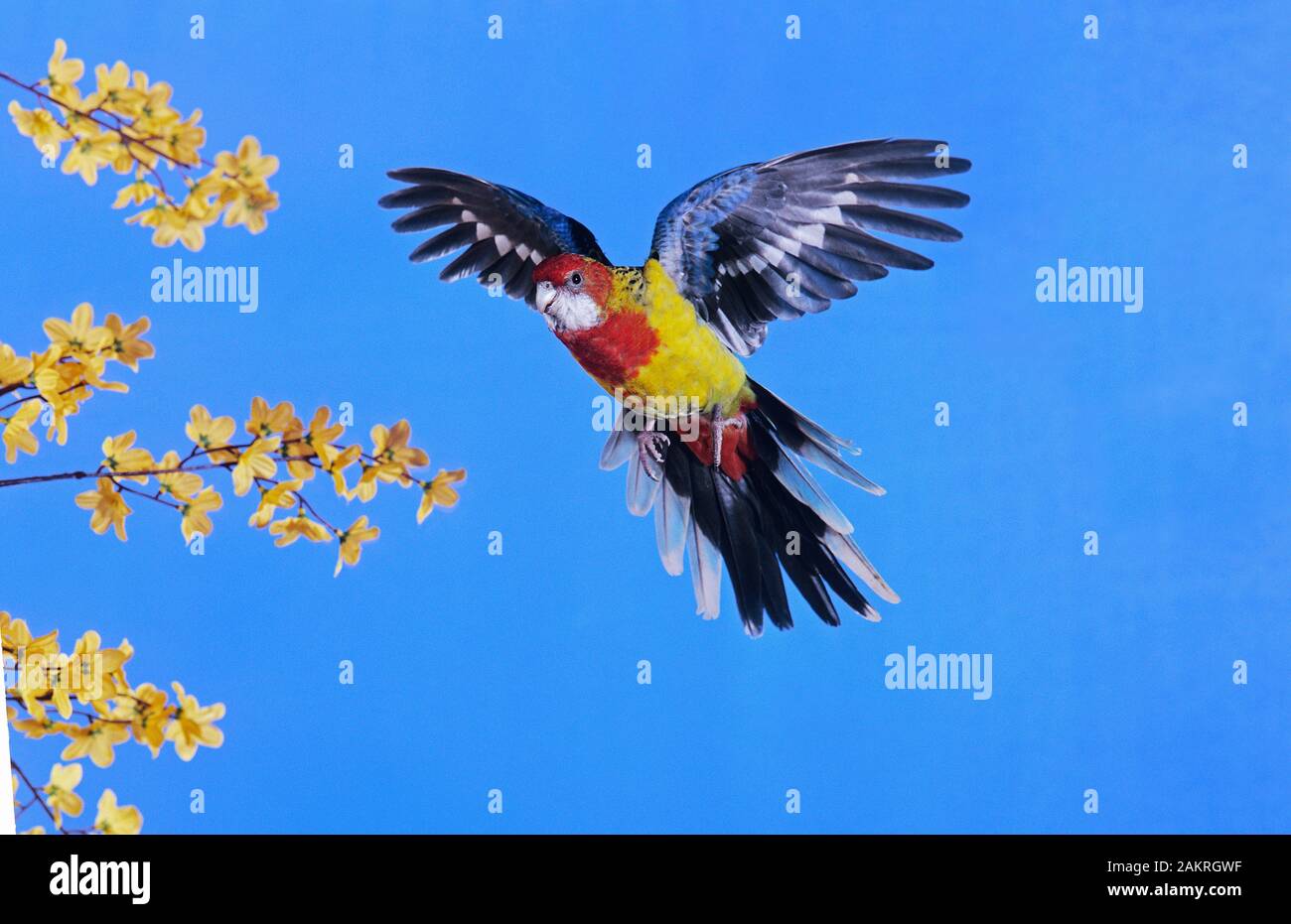 ROSELLA orientale o oro MANTLED ROSELLA platycercus eximius, adulti in volo Foto Stock