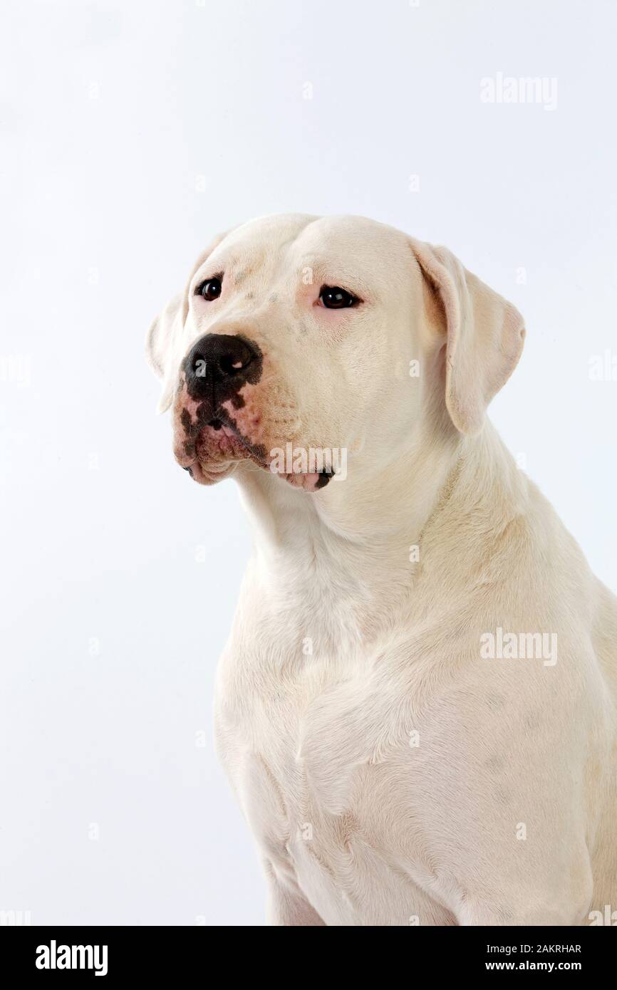 MASTIFF argentino cane, ritratto di cane contro uno sfondo bianco Foto Stock