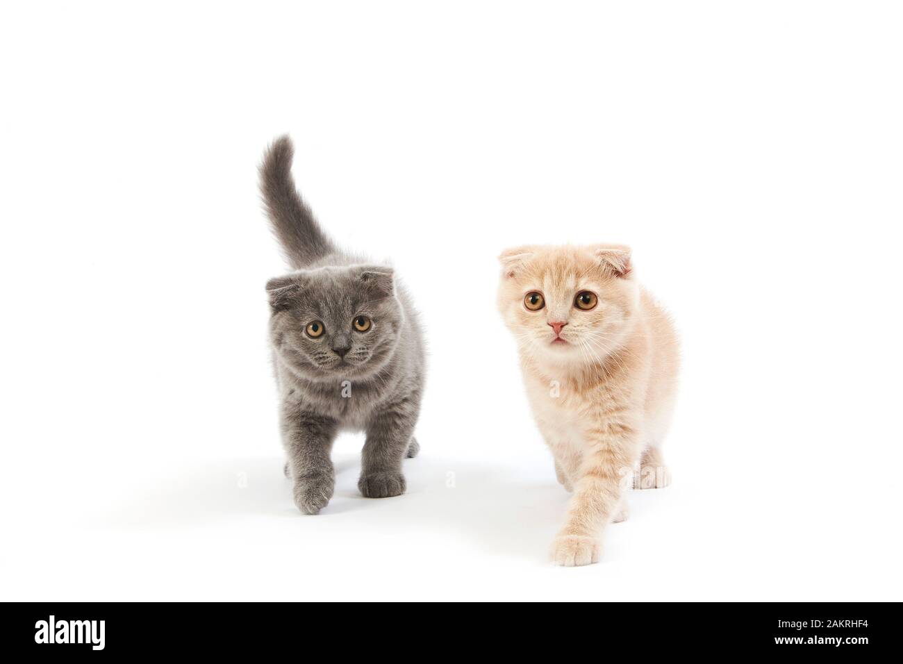 2 mesi di età Scottish Fold blu e crema gattini Foto Stock
