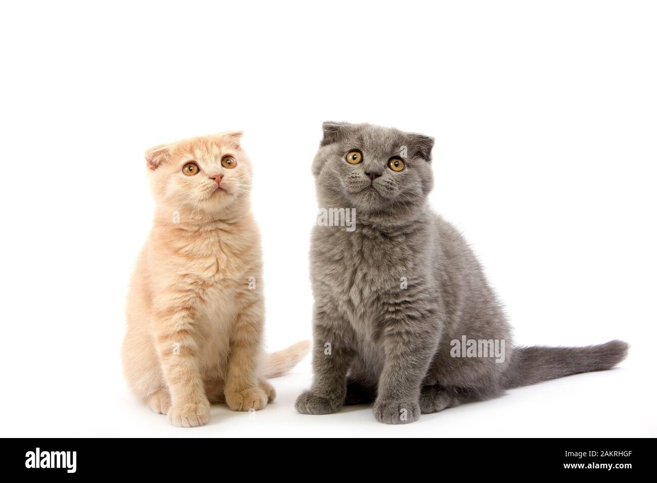2 mesi di età Scottish Fold blu e crema gattini Foto Stock