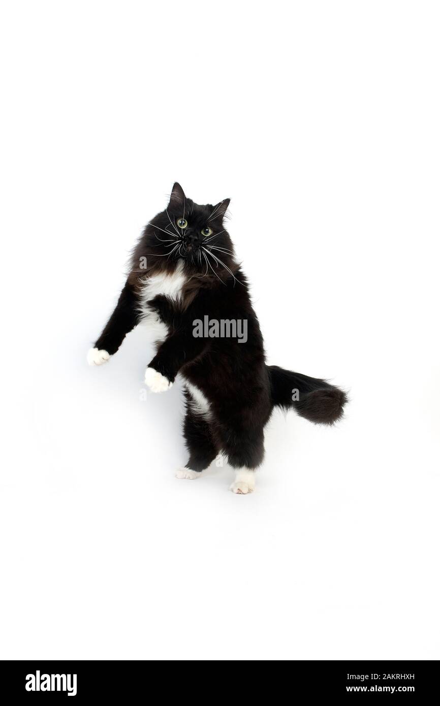 Bianco e nero gatto Siberiano, femmina in piedi sulle zampe posteriori contro uno sfondo bianco Foto Stock
