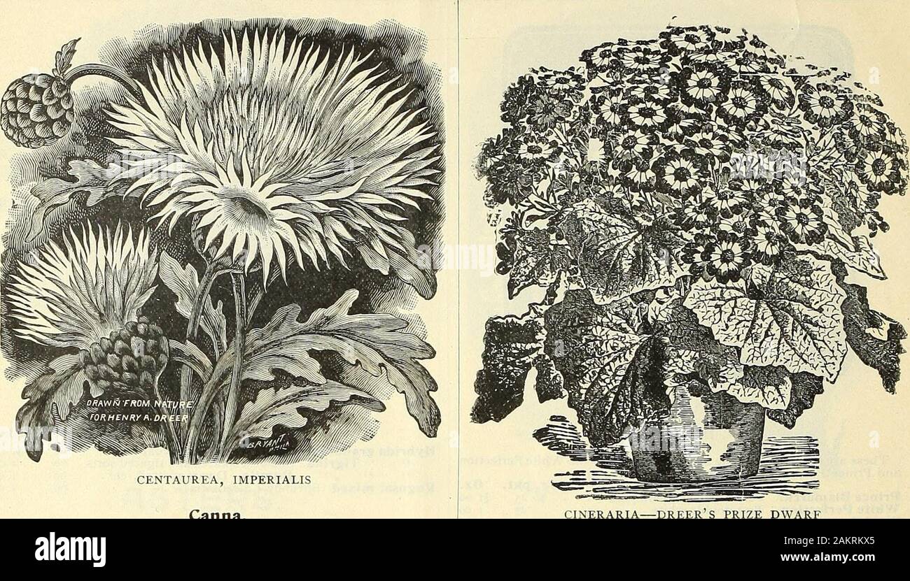 Dreer all'ingrosso listino prezzi per 1904 : hardy decorativi giardino serra e altre piante bulbi attrezzi, fertilizzanti, insetticidi, Sundries, etc . ampanula (Bell fiori). Carpatica. Mista . .Media calycanthema, misti Rose (tazza e piattino Canterbury campane) (Tazza e piattino Canterbury campane) misti Single (Singolo Canterbury campane) . - Double (Doppia Canterbury campane) ... Persicifolla grandiflora, misti Pyramidalis, misti (camino Bell fiore) .... Canary Bird Vine. Tropseolum canariense Candytuft. Prezioso per il taglio, soprattutto durante i mesi primaverili.Carmine. Molto luminoso a colori . . 1 Crimson, Foto Stock