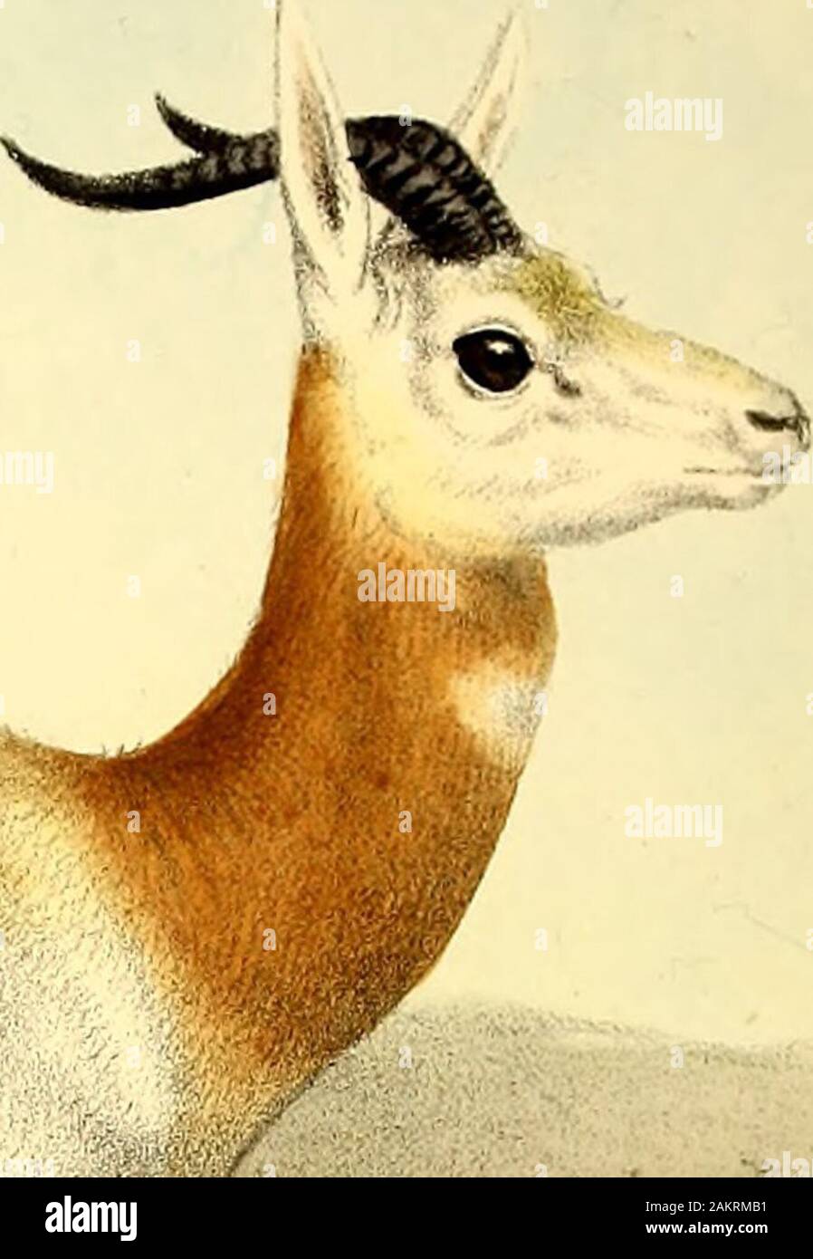 Il libro di antilopi . panied da una bella-litografica piastra della giovane coppia prelevata dal sig. Wolf. Nel 1871 un bel giovane maleexample di questo Antelope è stato presentato dal sig. Charles Mclver, Jun., conla informazioni che il campione era stato ottenuto nel deserto su Red Sea Coast a circa 100 miglia a sud di Suez. Se questo è stato corretto, la gammadi questa antilope sembrerebbe estendersi notevolmente più a nord thanwe sapere di su qualsiasi altra autorità. Gli altri esemplari di questo Antelopewere ottenuto nel 1877, 1879, 1892, e 1895, tra cui una bella coppia fromSuakin presentato da Col. Holled Smith, C.B. Foto Stock