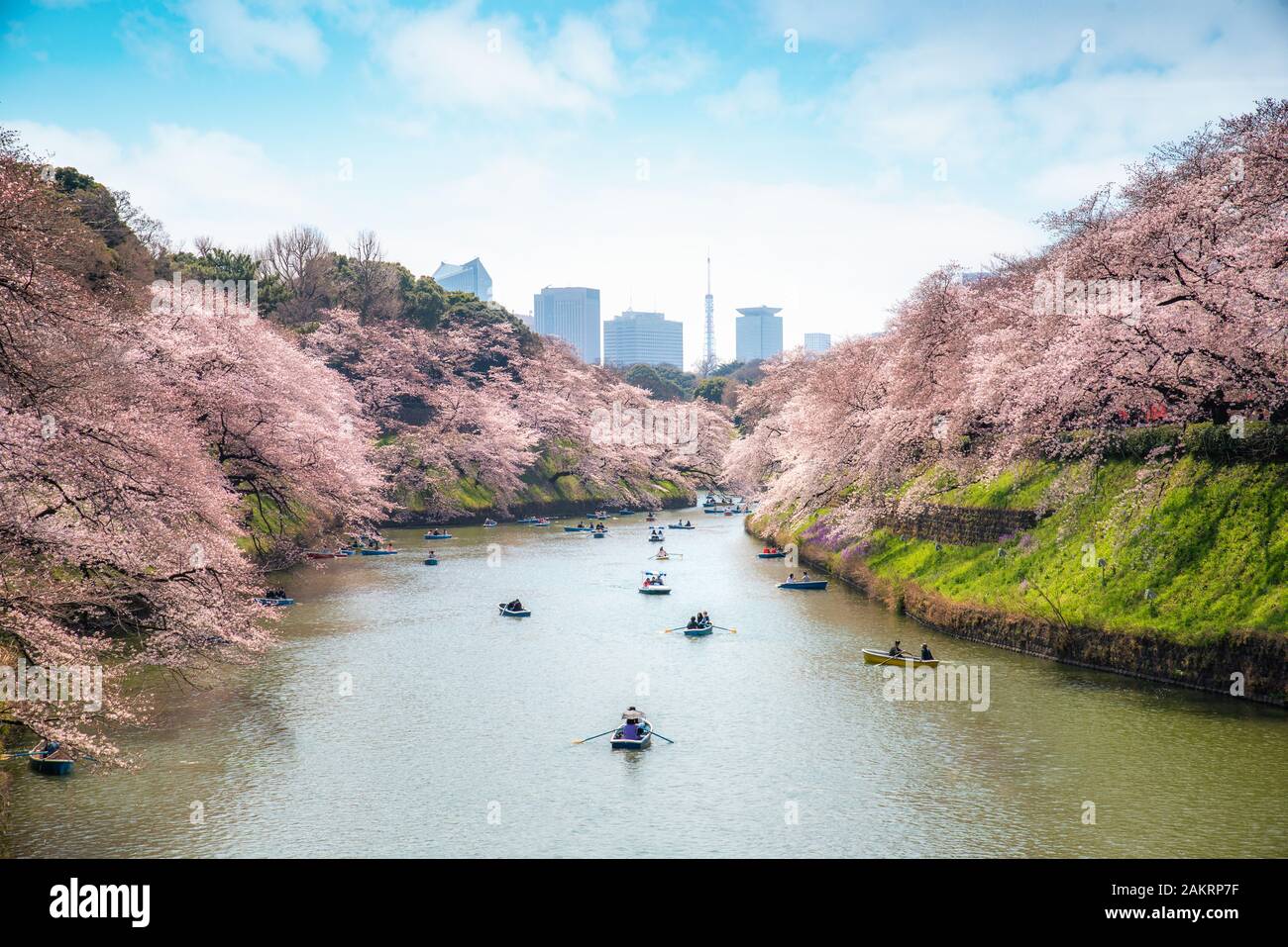 Vista del massiccio di fiori di ciliegio albero con gente oar barca kayak a Tokyo in Giappone come sfondo. A Photoed Chidorigafuchi, Tokyo, Giappone. Paesaggio e n Foto Stock