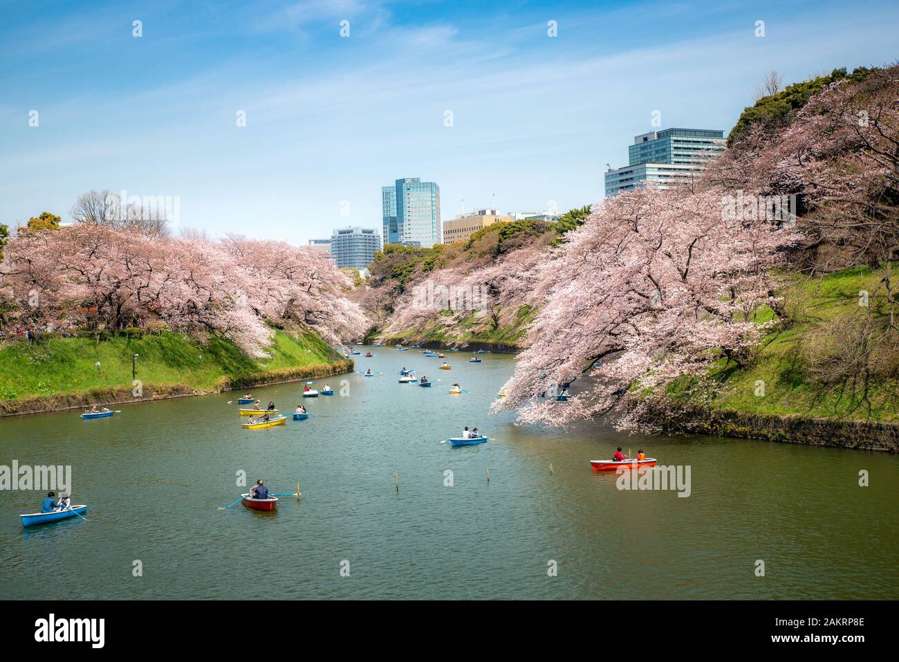 Vista del massiccio di fiori di ciliegio albero con gente oar barca kayak a Tokyo in Giappone come sfondo. A Photoed Chidorigafuchi, Tokyo, Giappone. Paesaggio e n Foto Stock