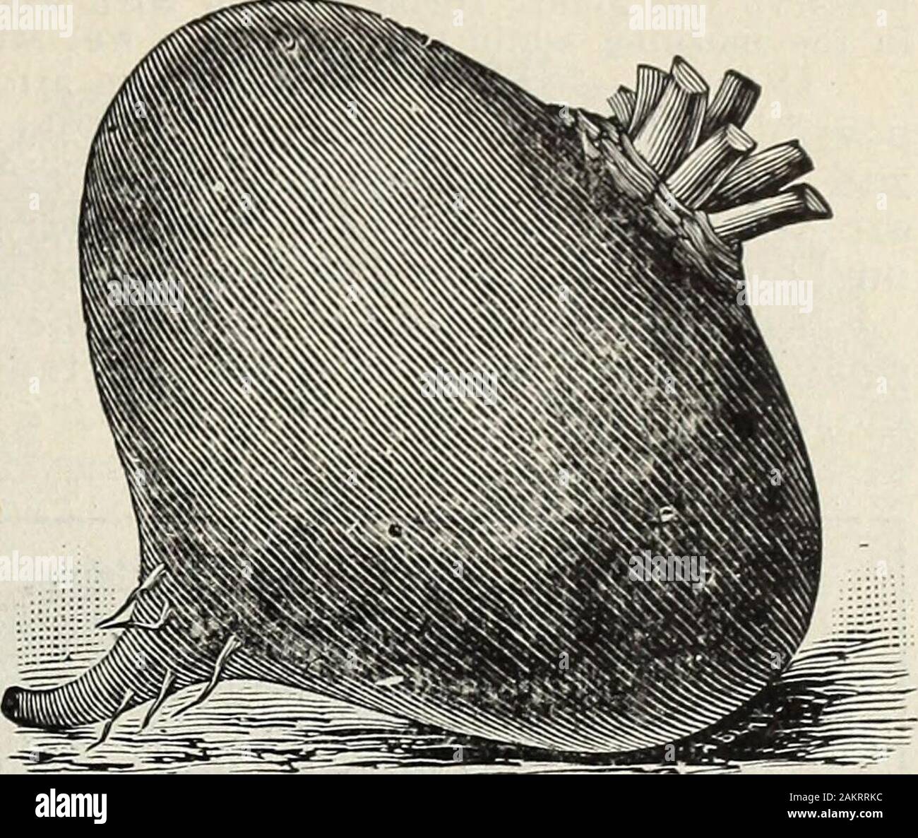 Schultz il seme annua per il 1909 . Galatrube, Ger.. Precoce supplementari Crosbys barbabietole egiziano. Cultura-Seminare come inizio di primavera come tlae terreno può essere lavorato (da 5 a 6 libbre per l'acri) e ev-•ery due settimane dopo per una successione fino alla prima settimana di luglio. Per raccolto generale, seminare intorno alla metà di maggio. Il terreno deve essere leggero, sabbiosi, ben en riched stabile con concime e arata ed erpicò•fino a molto a rebbio. Seminare in Trapani un piede a quindici centimetri di distanza, e quando ben sottile da quattro a sei pollici.Il giovane bietole, con le loro cime, tirato fuori della riga, sono eccellenti utilizzato come gli spinaci. Per t Foto Stock