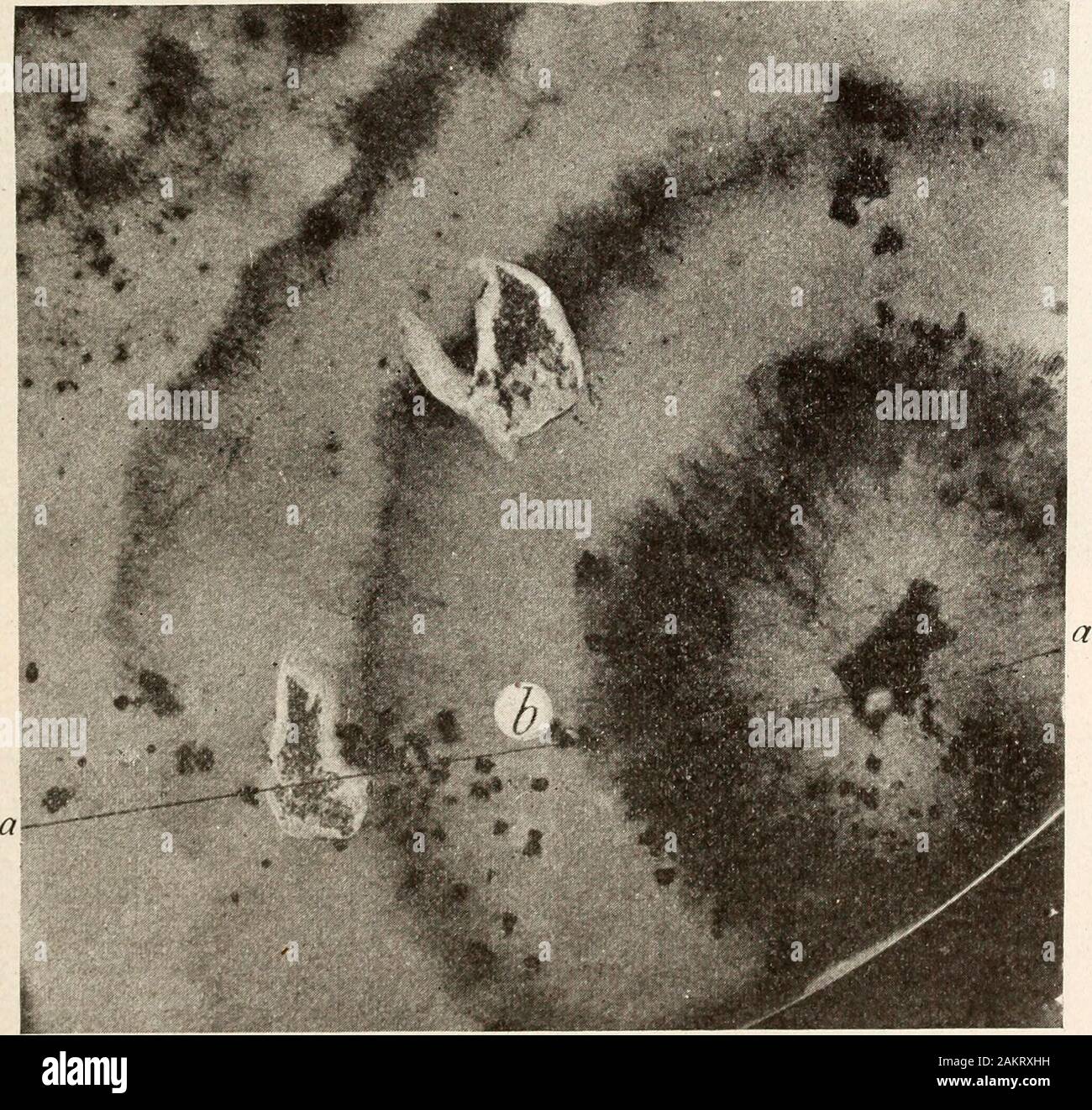 Relazione annuale della Carolina del Nord Stazione di Esperimento Agricola . Stevens. Questo fungo esposte di frequente le differenze di carattere lungo differentradii della stessa colonia, condizioni di medio spessore di semina,l'umidità, ecc., essendo apparentemente identici. Fig. 12 mostra tali una colonia. Raggio Alongthe a-a a b il foro di Colonia pyenidia abbondantemente, e miceliali ^edgecock, lc. Variazione di funghi dovuti all'ambiente. 59 la progenie di questo ceppo che si estende verso la periferia della colonia era ricca inpycnidia, mentre la maggior parte degli altri raggi della colonia erano sterili o quasi così.I trasferimenti sono stati effettuati Foto Stock