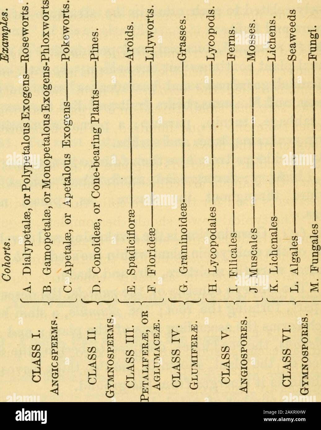 Scuola comune esaminatore e revisione, un insieme di domande utilizzate dallo stato, county e la città superintendents nell'esame di insegnanti e alunni; . ny anni; come, alberi e arbusti. 5. Alberi decidui perdono il loro fogliame in autunno; come,quercia, hickory; sempreverdi mantengono le loro foglie andverdure durante tutta la stagione; come, pini, mag-nolias. 6. (A) la germinazione è il risveglio e sviluppare-mento dell'impianto embrionale entro il seme, (b^ Itrequires calore, umidità, aria e di ombra. 7. L embrione è costituito dai radicle, la discesa-ing parte, formando la radice; il plumule, uno stelo bud,che costituisce il Foto Stock