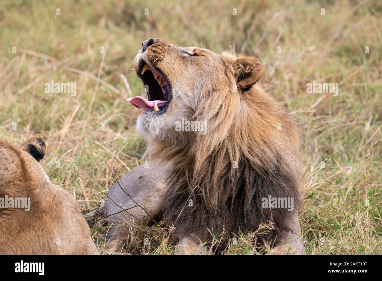 Maschio di leone a bocca aperta accanto a Leonessa (Panthera leo) di appoggio in area aperta di scrub Khwai in concessione, Okavango Delta, Botswana, Sud Africa Foto Stock