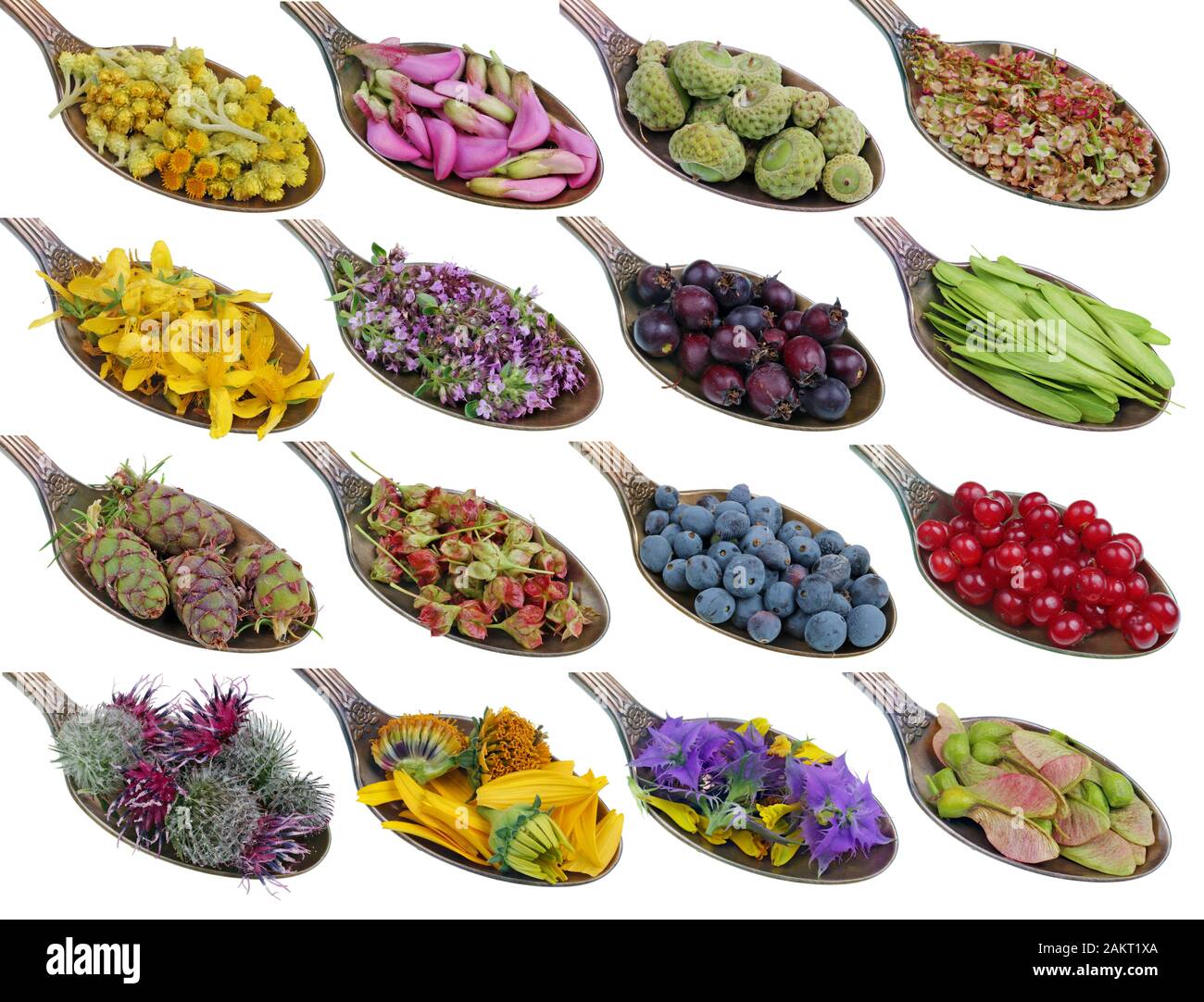 Sulle vecchie cucchiaiate d'oro si trova una dose di medicinale naturale - piante e fiori. Isolato su bianco studio macro set Foto Stock