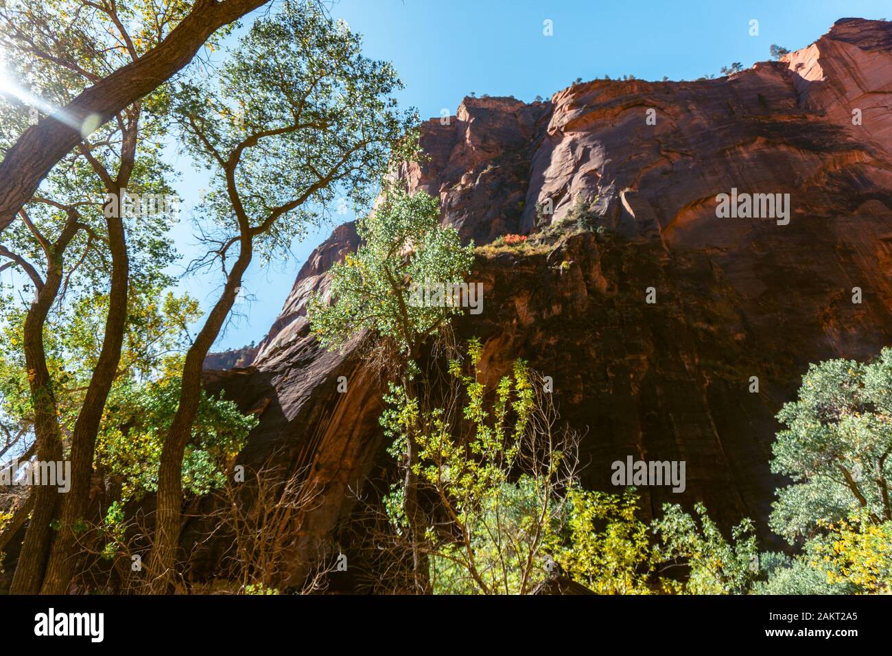 Altipiani, labirinti di stretti e profondi canyon in arenaria e impressionanti formazioni rocciose caratterizzano lo Zion National Park nel sud-ovest dello Utah. Foto Stock