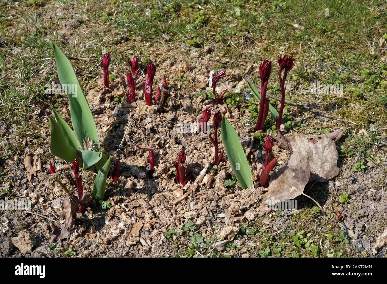 I primi germogli teneri di tulipani e peonie fiori sulla primavera assolata aprile prato Foto Stock