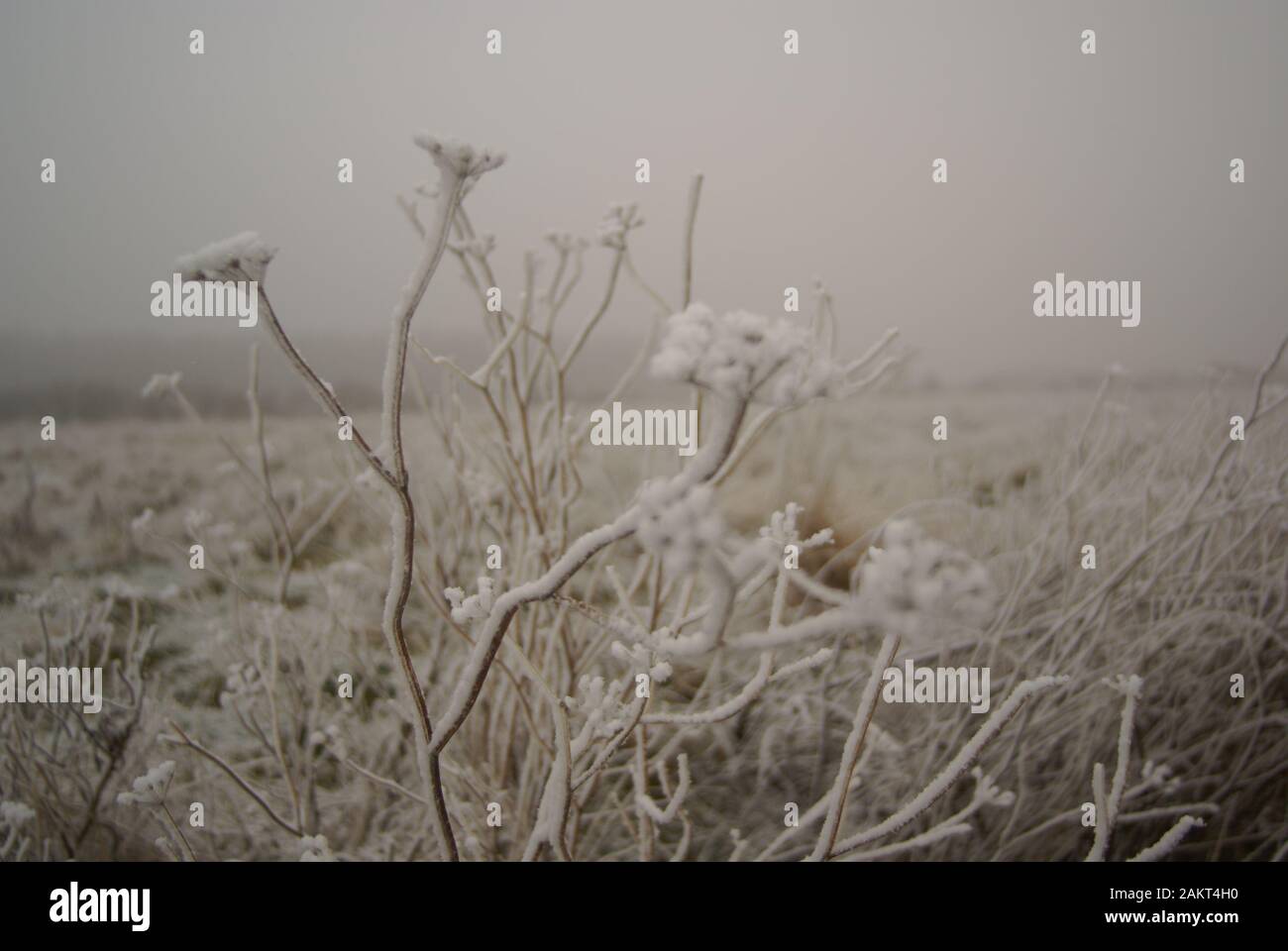 Paesaggi innevati Foto Stock