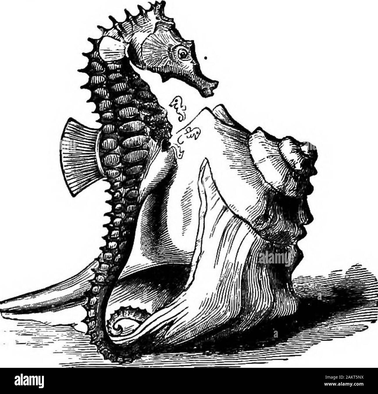 Prima lezione di zoologia : adatta per l'uso nelle scuole . o il numero di circa un migliaio di, al di fuori della sua covata-sacchetto, i giovani in questo momento della misura di circa dodici mil-limeters (5-6 linee) di lunghezza. Il tronco- e Sun-pesce.-l'ordine Flectognathi, rep-risentiti da poche forme singolari, come il tronco-pesci,file-pesce, puffer e sun-pesce, è caratterizzato dal fatto che il raccordodella tubazione dell'ossa del superiore e soprattutto le ganasce inferiori.Le pinne ventrali sono solitamente assente, e la pelle è oftenspiny. Essi sono iahabitants di acque calde. Il tronco- 166 primo insegnamento di Zoologia. pesce o box-pesce, Ladophrys trigo Foto Stock