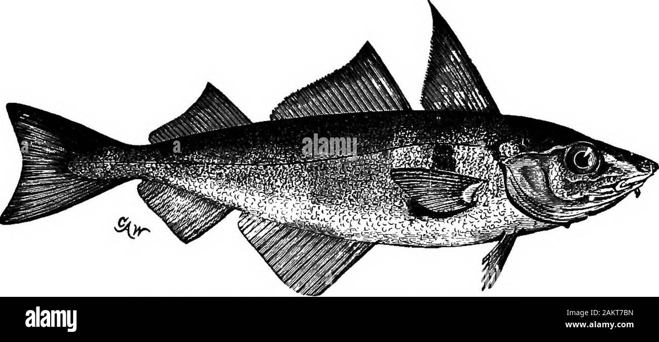 Prima lezione di zoologia : adatta per l'uso nelle scuole . ecunner (Tautogo-labrus adspersus), la cui anatomia è rappresentato dalle Figg.139, 140. Passando sopra il tautog, la vorace lupo-pesci{Anarrhichas), il blennies (BlennidcB), Iu che il bodyis lunga e stretta e anguilla vivipara-pout (Zoarces), thecottoids o sculpins, e un certo numero di forme di alleati, veniamo TEE BONT PESCI. 163 al nasello {Merlucius Ulinearis), l'eglefino (Melano-arammus mglefinus, maiale. 167) e il merluzzo {Gadus morrhua,Fig. 168), che si estende a nord dal capo di Hat-teras, il merluzzo in abbondanza su entrambi i lati dell'Atlantico Foto Stock