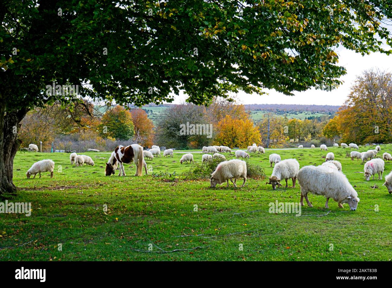 Mandria di pecore e un cavallo su pascolo verde. Foto Stock