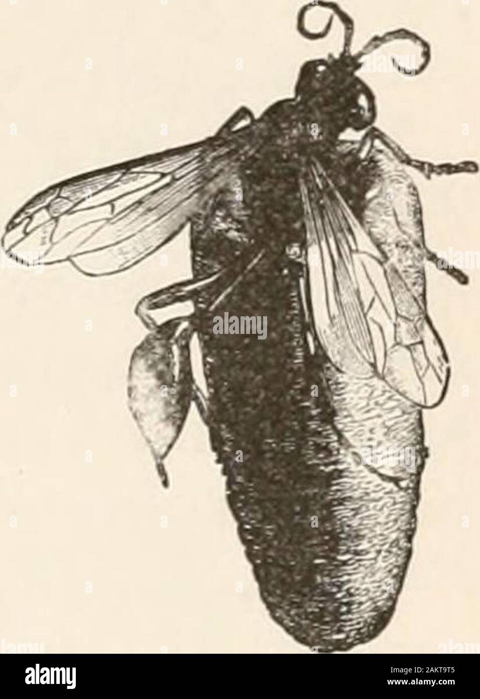 Entomologia per principianti; per l'uso di Young Folks, fruitgrowers, coltivatori e giardinieri; . noi sin dall'inizio con completamente sviluppato carta-waspsnests e colonie o altamente complicato andcolony nido del miele-Bee. Questi sono stati senza dubbio molto,l'evoluzione graduale, i risultati di molti fallimenti andsuccesses di cui non abbiamo alcun record. Vi è un longseries di vespe, per esempio, la cui nidi mostra differentdegrees di complessità, che gradatamente fino al nestof la carta-wasp con le sue numerose celle disposte inseveral storie e tutte le murate da strati cartacei. Abbiamo prima semplice Foto Stock