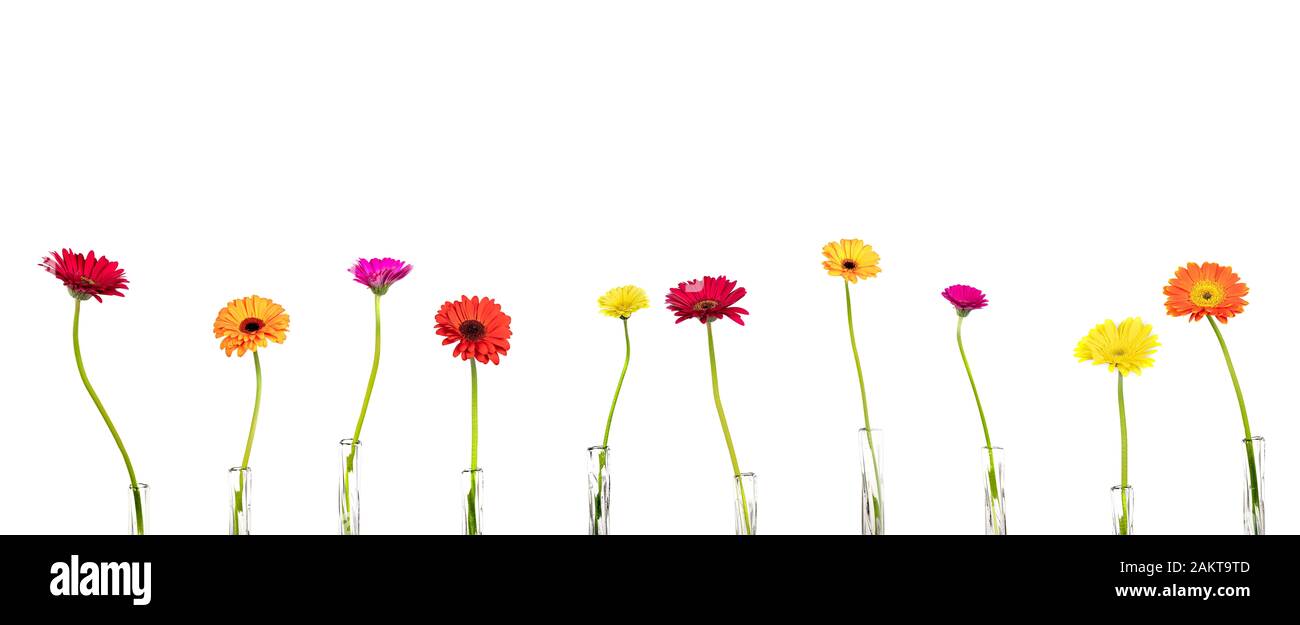 Fiori gerbere in vasi su sfondo bianco, copia gratuita dello spazio, panorama, isolato Foto Stock