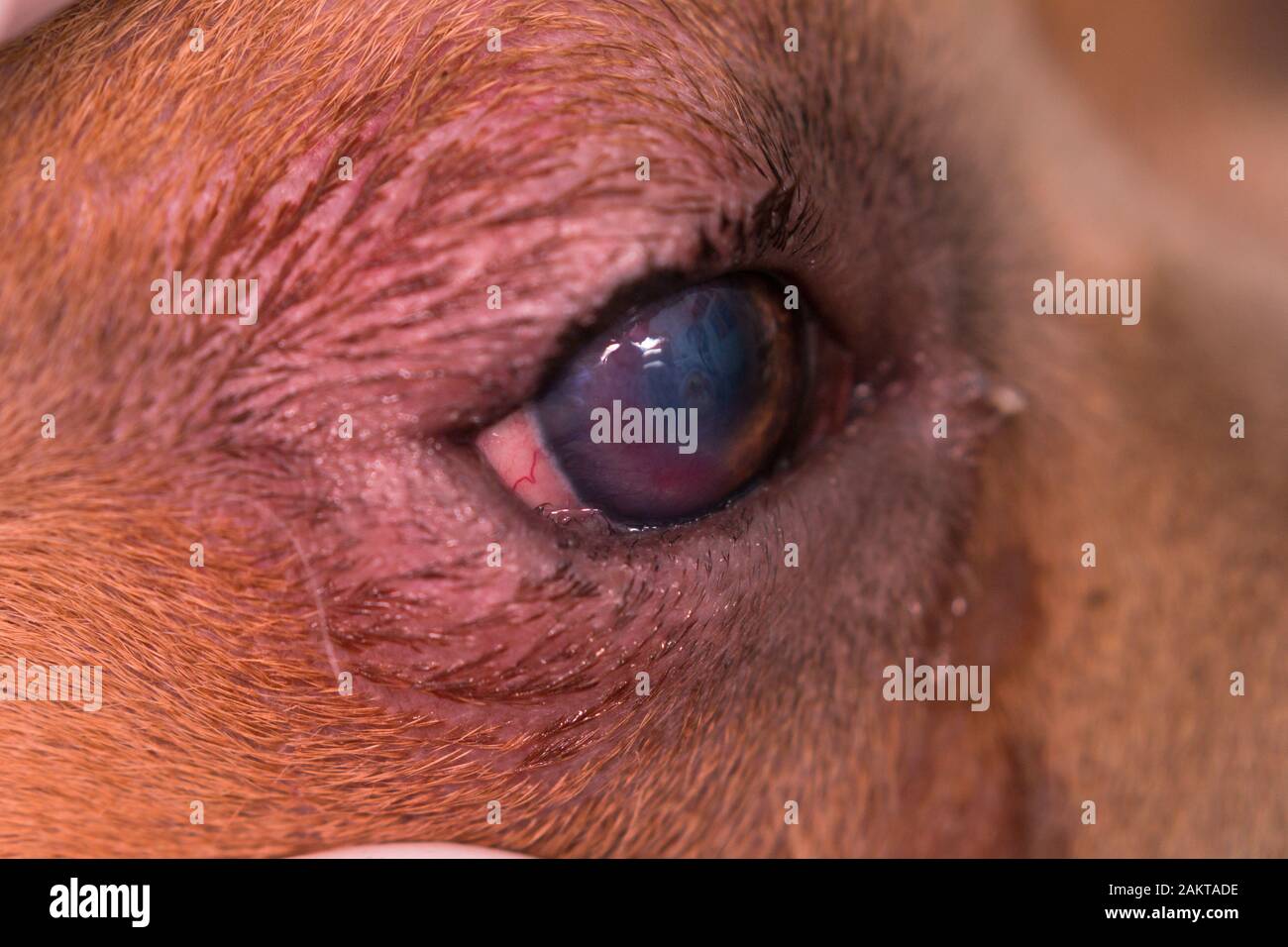 razza americana di cane bullo con entropion e ulcera corneale Foto Stock