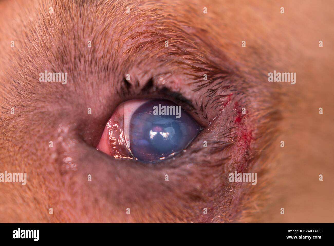 razza americana di cane bullo con entropion e ulcera corneale Foto Stock