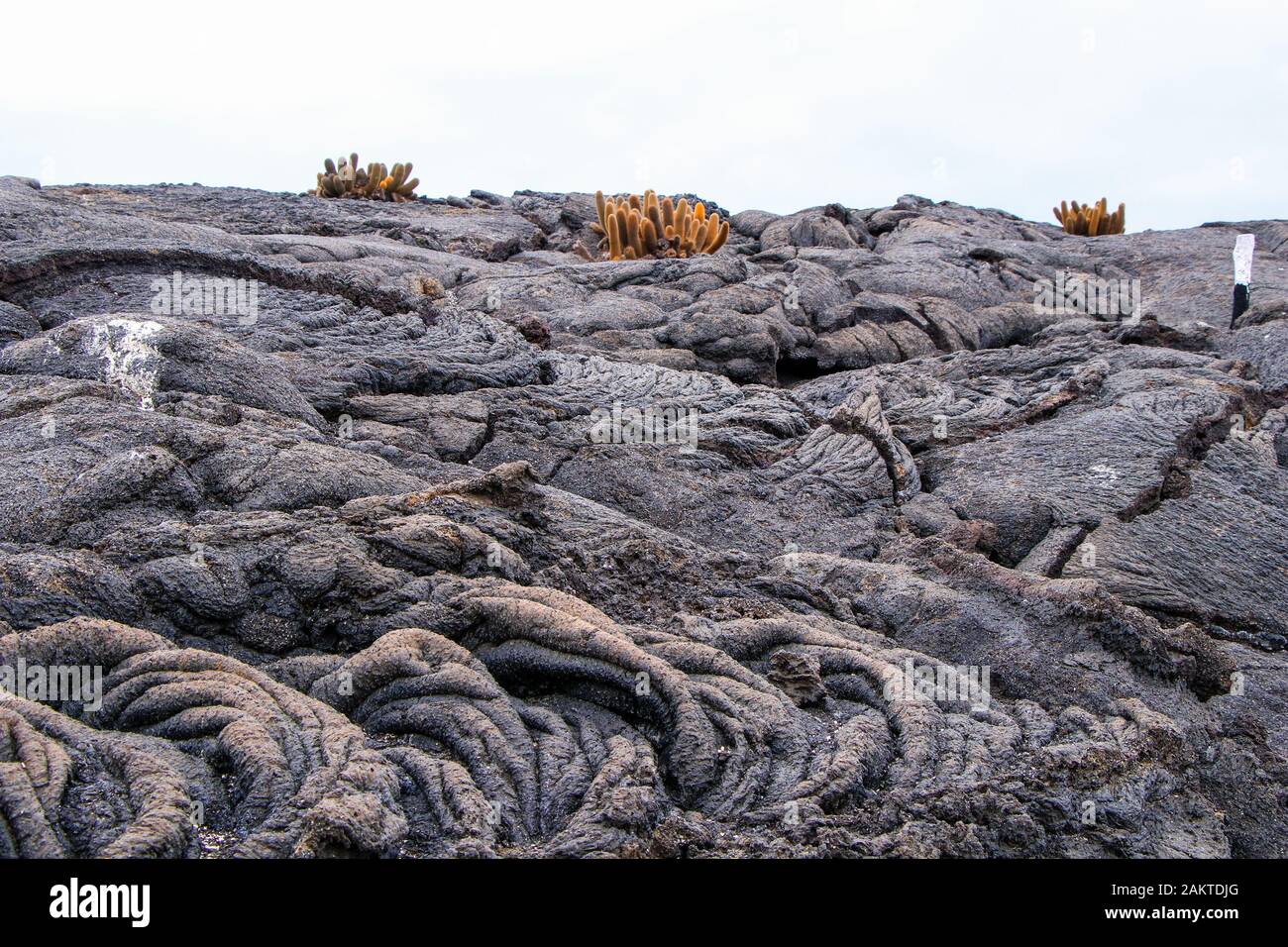 Laval cactus piante sull'isola di Fernandina, Galapagos Foto Stock