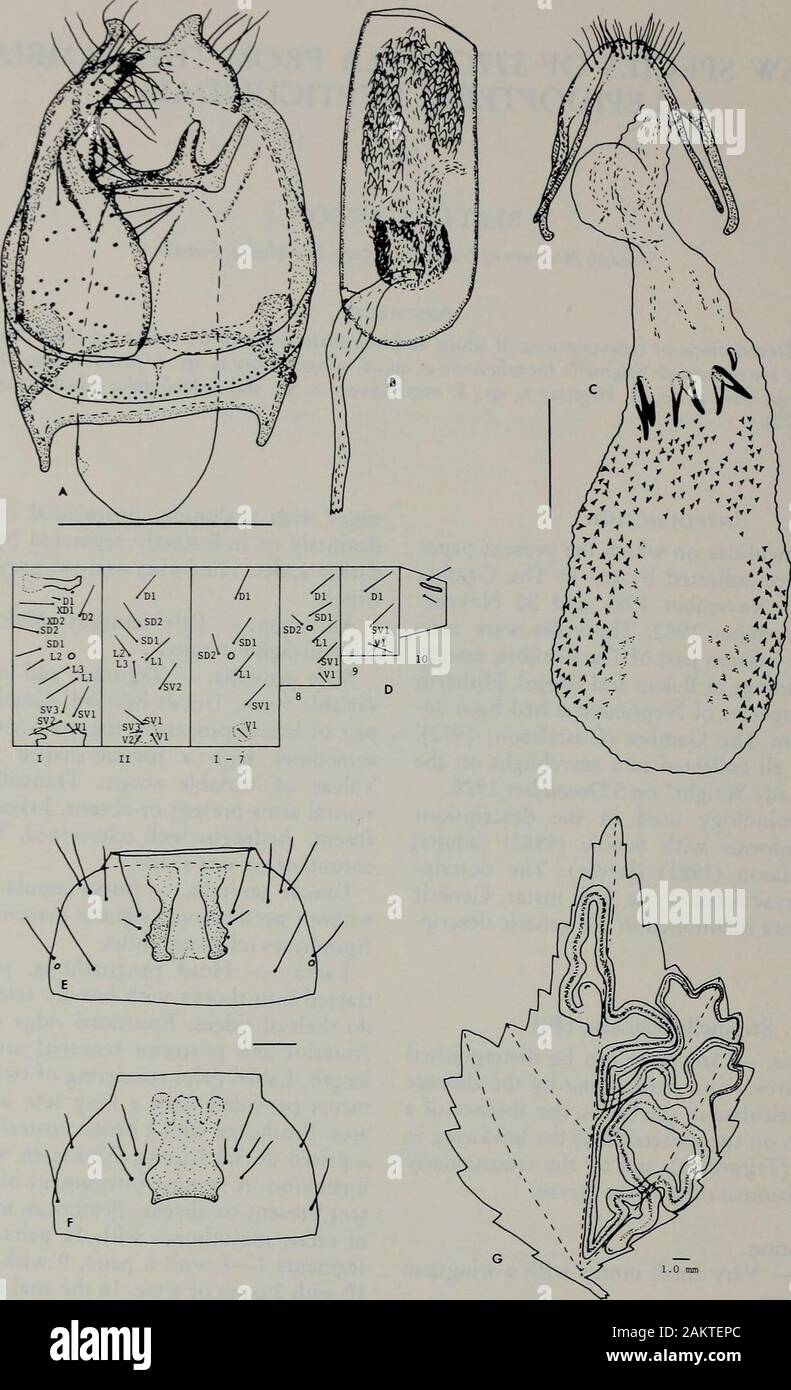 Tijdschrift voor entomologie . reinviato o assente.Apophyses relativamente breve. Larva. - Testa prognathous, parzialmente ri-tracted nel torace con pesantemente sclerotized en-do-creste scheletrico. Epistomal ridge.rettangolare anteriore e posteriore dei bracci tentorial di samelength. Palpi labiali costituiti da due brevi seg-zioni fornite con una lunga seta nel apicalarea. Prothorax con un ampio sclerite ventrale eun associato sclerite dorsale. Addome senza pigmentazione. Un tegumento spinose di vari ex-tenda presente o assente. Prothorax con 13 pairsof setae, mesothorax con 11 coppie, abdominalsegments 1-8 wit Foto Stock