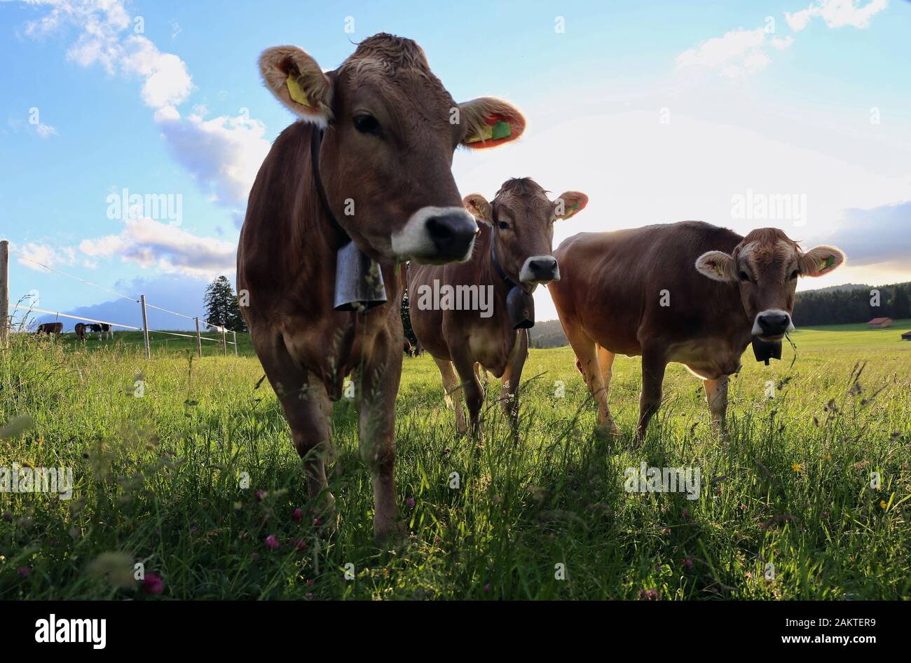 Tre curioso bovini giovani su un pascolo di Allgäu Foto Stock