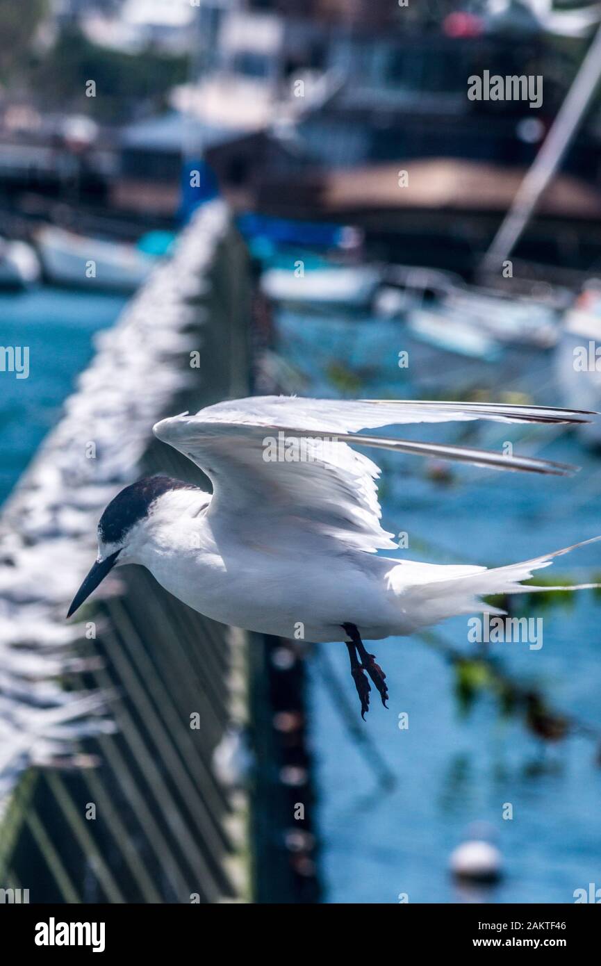 Terna bianca, striata di sterna, tara o uccello kahawai, in volo, Oriental Bay, Wellington, Nuova Zelanda Foto Stock