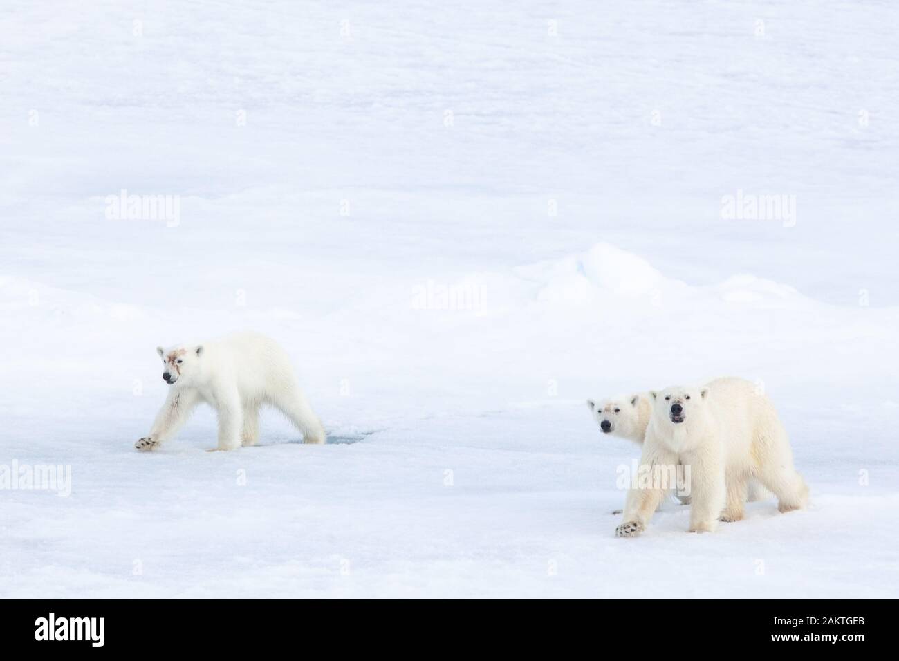 Orso polare e lupetti sul mare di ghiaccio, Arctic Foto Stock