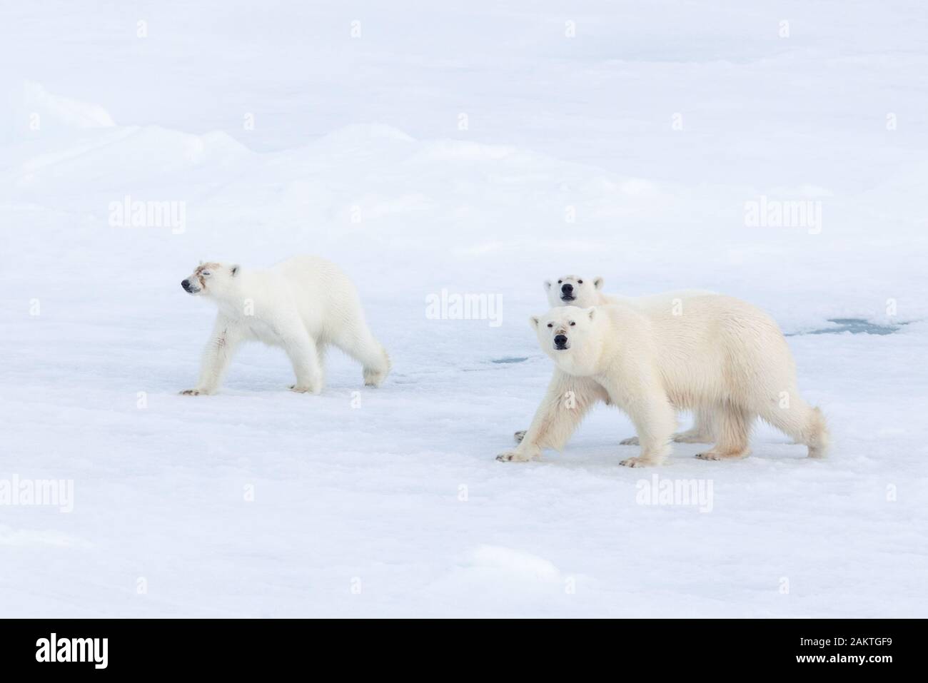 Orso polare e lupetti sul mare di ghiaccio, Arctic Foto Stock