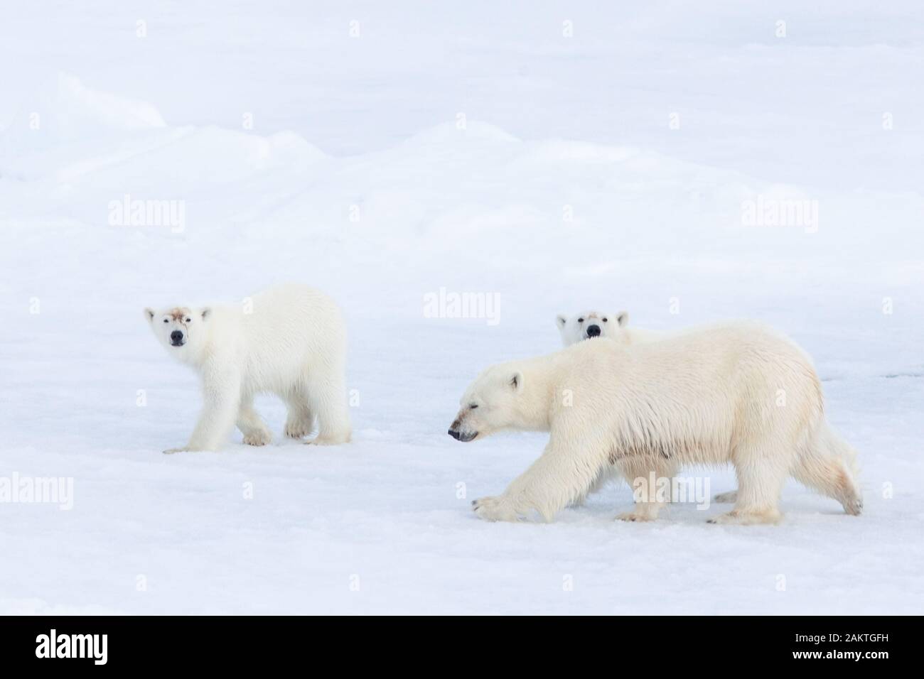 Orso polare e lupetti sul mare di ghiaccio, Arctic Foto Stock