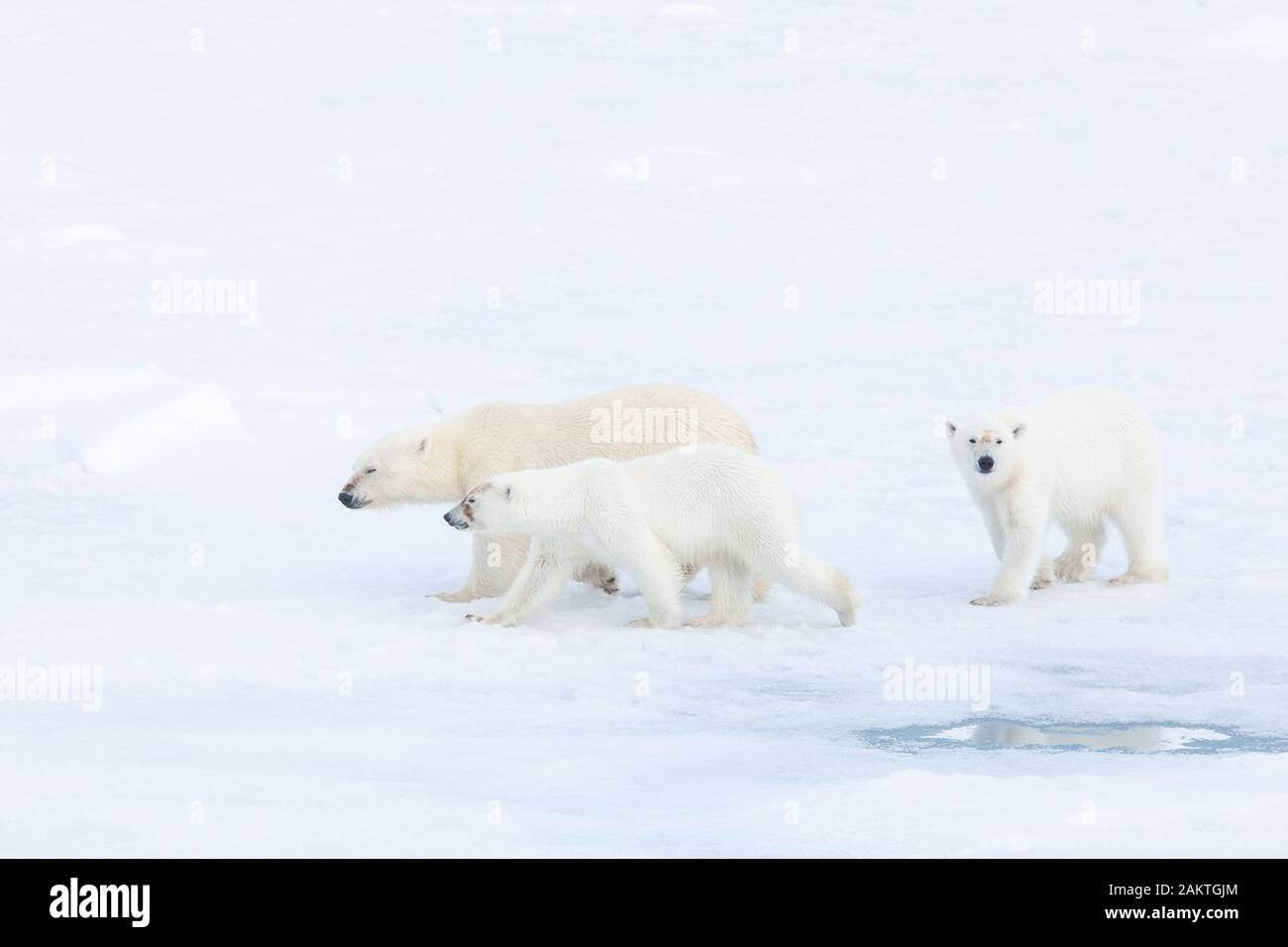 Orso polare e lupetti sul mare di ghiaccio, Arctic Foto Stock