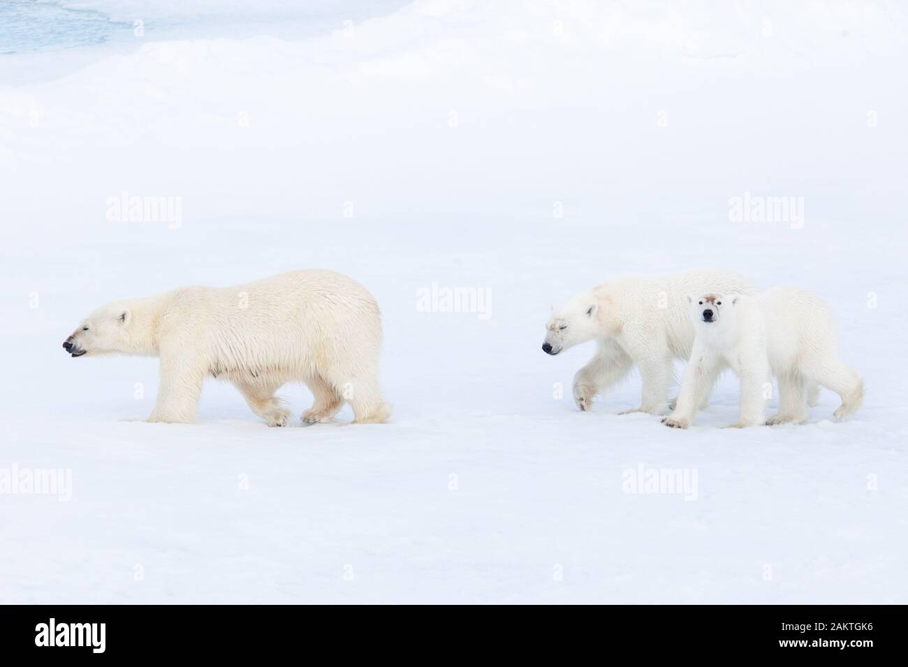 Orso polare e lupetti sul mare di ghiaccio, Arctic Foto Stock