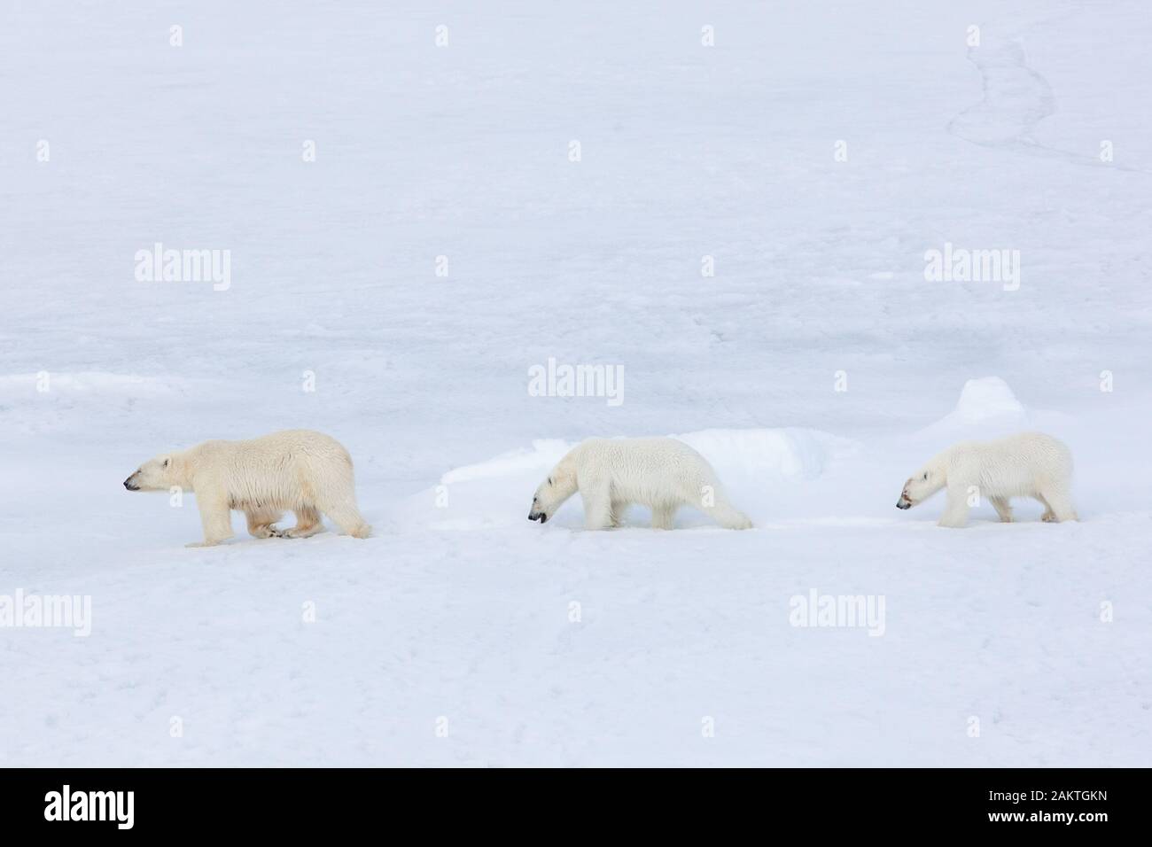 Orso polare e lupetti sul mare di ghiaccio, Arctic Foto Stock