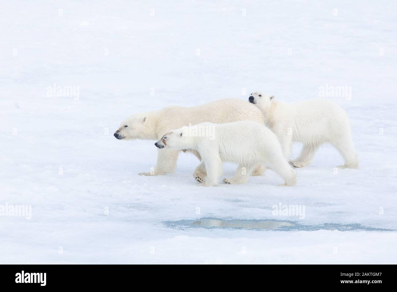 Orso polare e lupetti sul mare di ghiaccio, Arctic Foto Stock