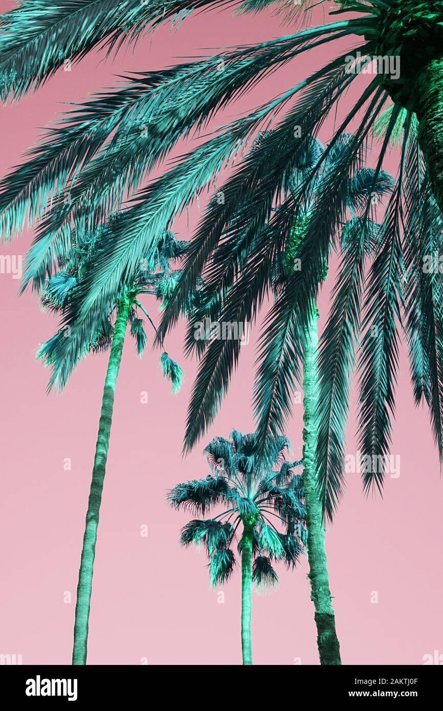 Un'immagine rosa e verde stilizzata di foglie di palma tropicali e palme Foto Stock