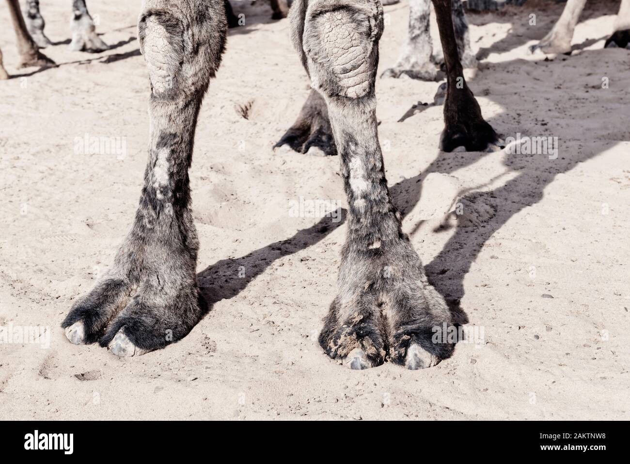 Forelegs di un cammello (dromedary) che mostra il duro clima di lavoro dell'animale. Immagine chiave alta con colori silenziati. Foto Stock